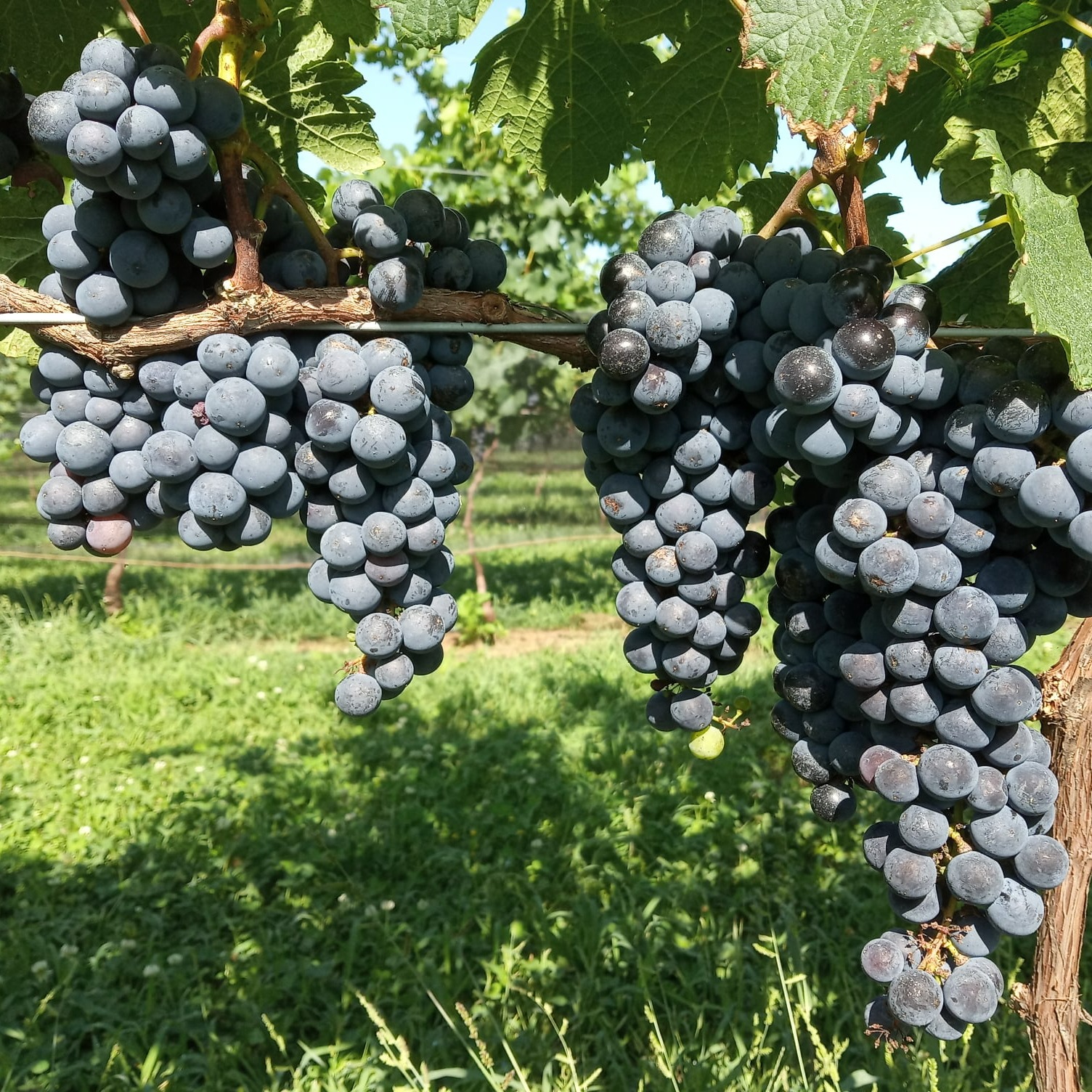 Ruta del Vino Entrerriano